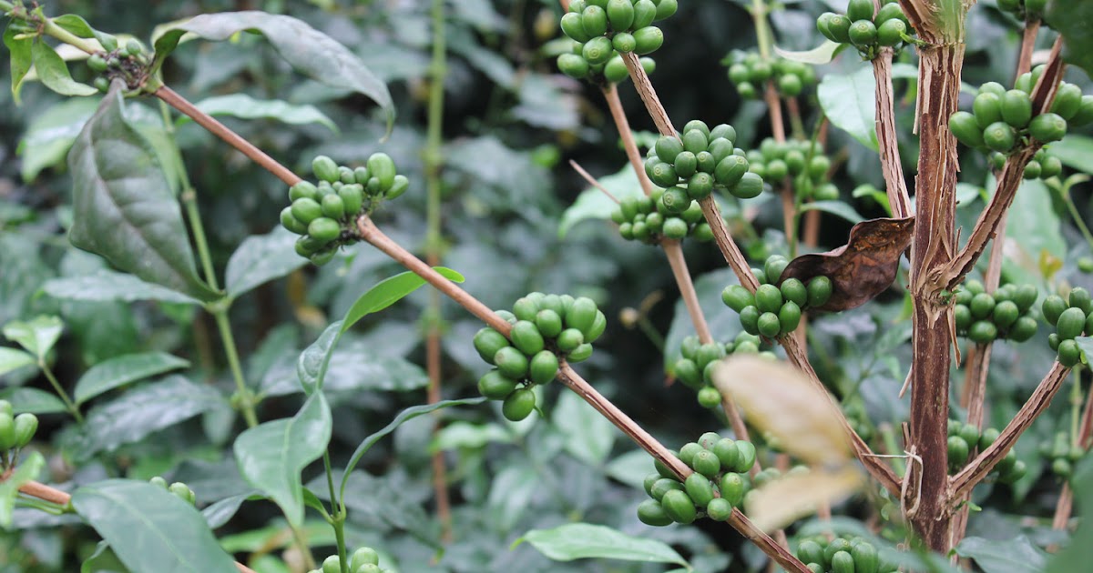 burakscoffeeresearch.blogspot.com